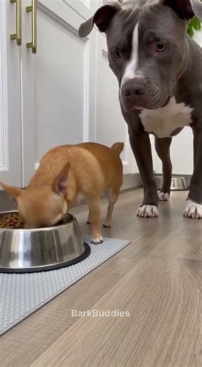 Chihuahua Won’t Let Pitbull Eat 😂 #dog #funnyanimals #pets #funnydogs #shortsfeed #viralshort