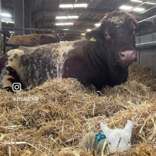 Perfect spot for a nap. 💤 🎥 Lee Gate Farm | Farmers Weekly