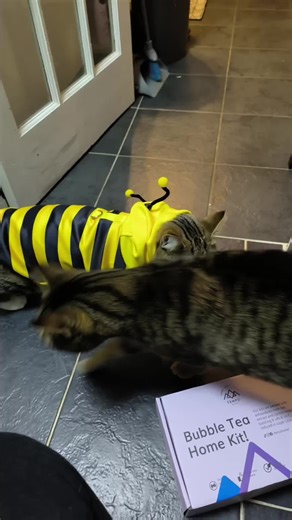 #CatsOfTikTok #albinuta🐝 #pisi #fetita #rochie