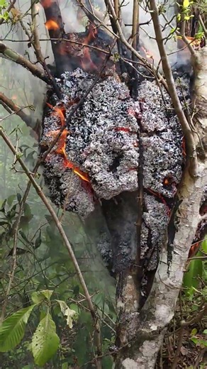 prendiendole fuego a un nido de termitas #viral #fuego #termitas