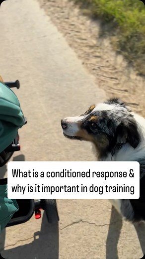 **What Is a Conditioned Response? 🐾** A conditioned response is an automatic behaviour that happens without thinking – but it takes practice to get there! Think about learning to drive. When you first started, stopping at red traffic lights was a conscious process: checking mirrors, moving your hands, using indicators, and controlling your feet. With enough practice, it became automatic. Now, you might stop at a light while thinking, *What’s for dinner tonight?* It’s the same for our dogs! To t