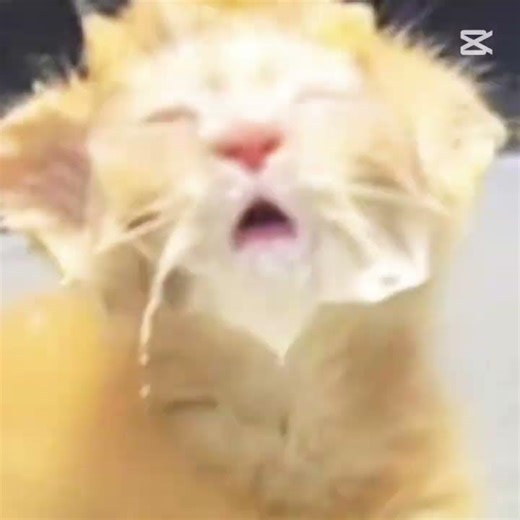 jajshs el último se párese ami gato ajsjjs