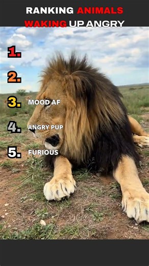 Top 5 Animals Waking Up Angry 😡💀
