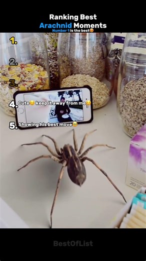 Ranking Best Arachnid Moments