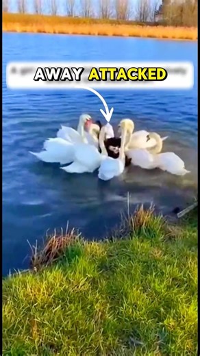 The Black Swan Was Bullied Every Day… Until This Happened 💔 #shots #swan #blackswan