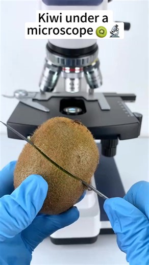 Kiwi look cool at 400x magnification! #microscope #tiktok #foryou #funnyvideos | Home Making II