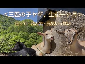 三匹の子ヤギたち。生後一ヶ月（One month old baby goats）愛媛県のポツンと一軒家