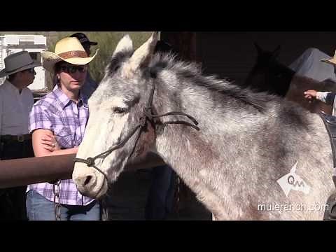 How to Communicate with Mules and Donkeys