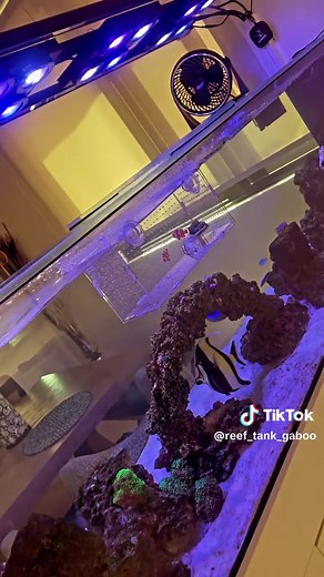 Dos Nemos en su Nuevo Hogar 🏡 | Peces de Colores y Relajación Acuática