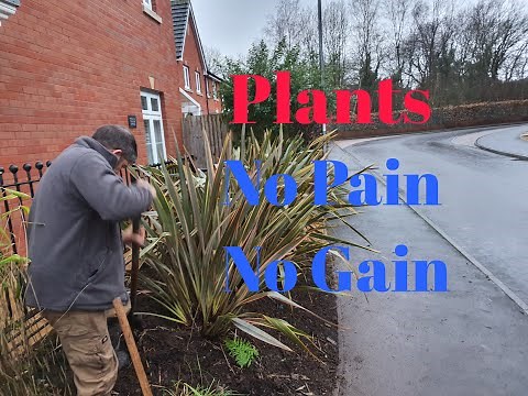 How To Prune And Maintain Phormiums (New Zealand Flax)