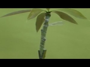 How to Graft your Fruit trees