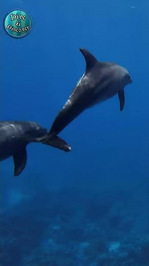 GoPro: Swimming with Dolphins in the Ocean | #Shorts 6 [0:24]