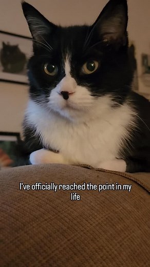 Senior cat problems. 🥱 Plus, I'm kind of early riser. Good night all! ❤️~Webby #webbyandmisty #tuxedofeatures #catmemes #memes #funnycats | Webster and Misty Cat