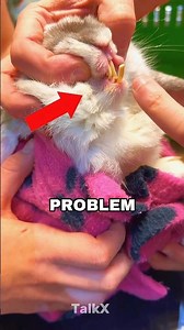 Rabbit Teeth Fix 🐰✨