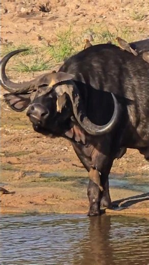 Buffalo Gives Up and Lets the Oxpecker Stay