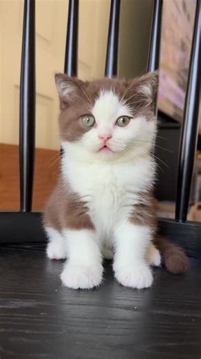 Adorable British Shorthair Kittens You Can't Resist