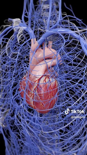 Every major vein in the human body. The low-pressure return network that brings blood back to the heart. Link in bio. All animations created using SciePro 3D anatomy models. #VenousSystem #Anatomy #MedicalAnimation #LearnOnTikTok #SciePro