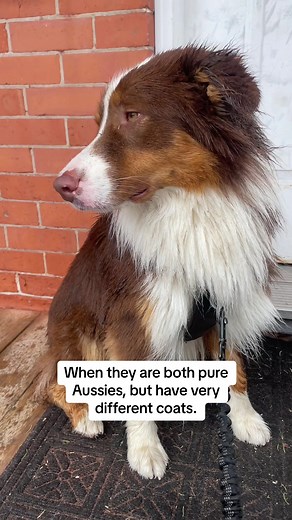 Differences in Australian Shepherd Coats: Astro versus Nova