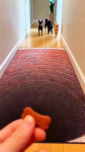funny cat vs carpet funny short video 😂😂😂😁😁😁😊😂😂😁😂😁 #funnycat #catsoftiktok #funnyvideo #catlover #fyp