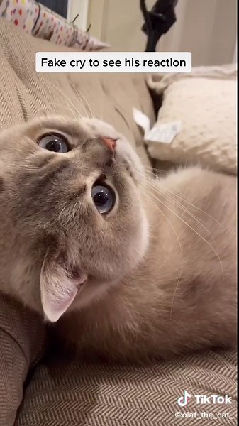 Adorable Talking Cat Videos: Fake Cry to See His Reaction