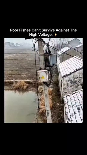 neural.scratches | In rural areas of China, where aquaculture forms a cornerstone of local economies, small-scale fish farmers often cultivate ponds adjacent... | Instagram