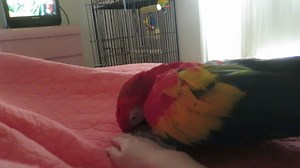3.3K views · 280 reactions | Tickle me! Scratch my head! I will not be ignored! | Bandit the Scarlet Macaw | Facebook