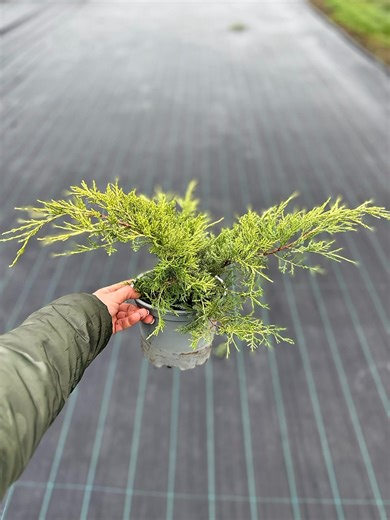 15 reactions |  Săptămâna coniferelor – verdele care nu dispare...