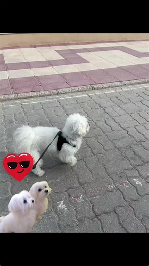 Bichon Maltes Toy on Instagram: "Cuando tú Bichón Maltés se cree un perro de presa 💖🐶 #fblifestyle #SquadGoals #FamilyGoals #DogReels #WinterVibes #BichonMaltes #DogLover #PuppyLove"