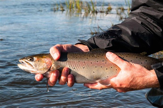 This Is Exactly Why You Should Always Cook Your Fish All the Way Through