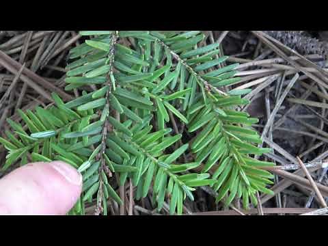 Identifying eastern hemlock