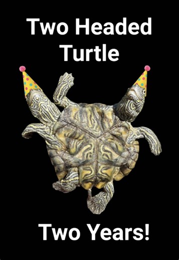 Two Headed Turtles Two Year Birthday! #aquaterra #ruffandtuff #twoheadedturles #aquaterraexoticpets #reptiles