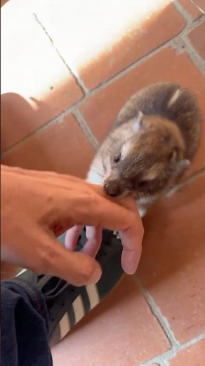 Baby hyrax Live highlight