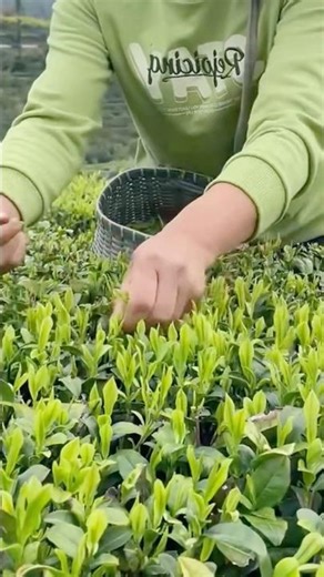 These Tiny Spring Tea Buds Become Some of the Most Expensive Teas in the World