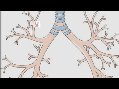 Tracheobronchial Tree