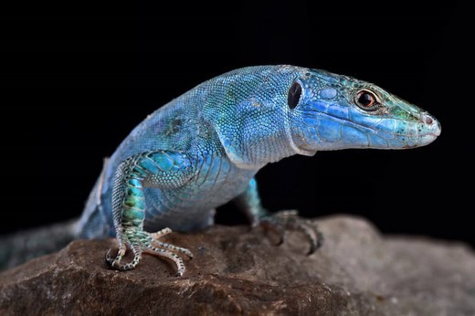 Discover the Many Colors Of Lizards (Rarest to Most Common)