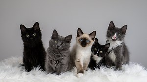 Live Stream — Kitten Academy
