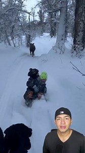 el alce los ataca #ParaTiii #animales #salvaje | Bolca