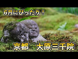 【京都観光】大原三千院は6月にぴったりです！その見どころを解説！