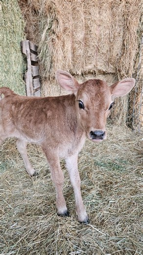 Perhaps the biggest benefit of running a raw milk operation.... those doe-eyed calves 😍 Come pick up some milk, and ask us about colostrum while it's available! . . . Our market is located at 42692 Pocahontas Road. We are open everyday! Cash, check, card, Venmo, Zelle, and PayPal accepted. Monday-Friday 9am-6pm Saturday 9am-5pm Sunday 9am-4pm #farmfresh #drinkrawmilk #rawmilk #a2a2milk #cutecalf #farmlife #bakercity #bakercityoregon #bakercounty #bakercountyoregon #easternoregon #easternoregonl