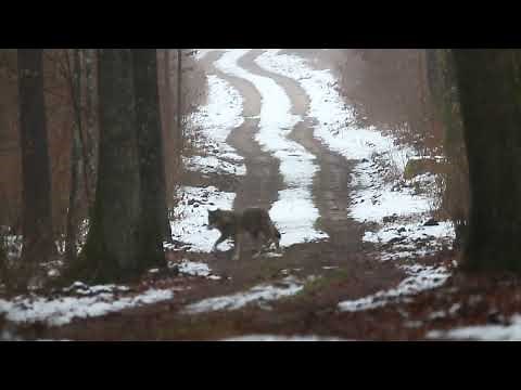 Wolves in the Białowieża Forest by Łukasz Mazurek, WildPoland.com