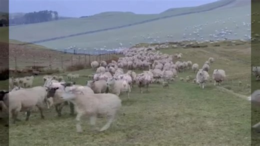 Nucleus ewes mobbed up after 20 days in their tupping/breed groups. Weighed and back up to the top of the farm. We except 95% to hold to first cycle, so Primera sweepers turned out to catch any stragglers. These ewes will be maintained on deferred grass and silage until scanning in early February. All treated the same in one large group to apply selection pressure. They will be weighed again mid January and any sheep not coping drafted off into a separate management group. Very few have to be dr