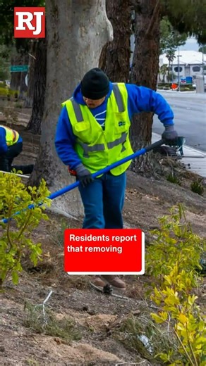 Lawsuit claims ban on ‘useless grass’ has killed 100K trees in Southern Nevada