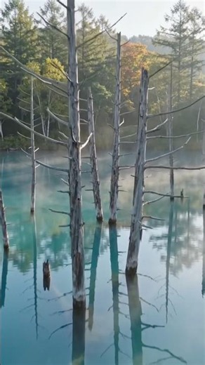 🇯🇵 青い池 | 北海道が誇る幻想的な絶景スポット 💙🌲 #Shorts
