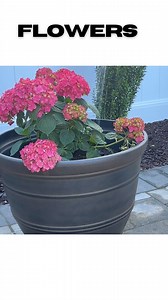 3.1M views · 10K reactions | Send me all the gardening tips! Sadly my hydrangeas did not last very long. Maybe I’ll have more success next year.  | Weekly Home Check | Facebook