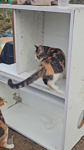 ΕΚΚΛΗΣΗ ΒΟΉΘΕΙΑΣ ΓΙΑ ΤΑ 30 ΓΑΤΑΚΙΑ ΑΠΟ ΣΠΙΤΙ ΠΟΥ ΠΑΡΑΤΗΣΑΝ ΠΆΝΩ ΑΠΌ ΤΟΝ ΠΕΡΙΦΕΡΕΙΑΚΌ ΤΟΥ ΕΥΌΣΜΟΥ. ΧΡΕΙΑΖΟΜΑΣΤΕ ΑΜΕΣΑ ΦΙΛΟΞΕΝΙΕΣ-ΥΙΟΘΕΣΙΕΣ Υπαρχουν ατομα που εχουν ολη την καλη διαθεση να ταισουν να δωσουν τροφες κ φαρμακα απο το υστερημα τους και να βοηθησουν στις μεταφορες για στειρωσεις... ΟΜΩΣ.....αυτα τα ζωακια εκει ηρεμα και μαθημενα σε σπιτι (ηδη πολλα χαθηκαν ψαχνωντας να γυρισουν σπιτι τους) δεν εχουν μελλον και ζωη στο σημείο όπου βρίσκονται. Απροστατευτα σε ενα αχανες μερος εκτεθειμενο