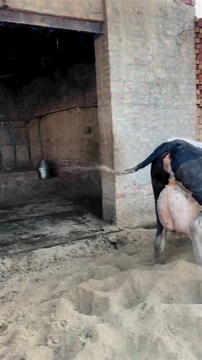 10M views · 33K reactions | Cow fun time ❤️ #dairyfarm #cow #viralreel | Farming .Life | Facebook