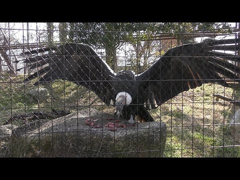 Andean condor (Iida City Zoo, Nagano, Japan) January 19, 2019