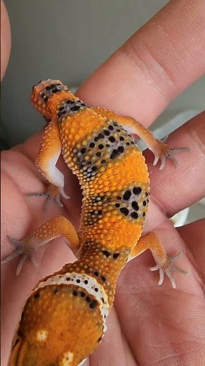 Leopard Gecko Colors 🌈