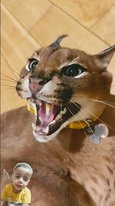 angry Puma #shortvideo #animals #viral #youtubeshorts #puma #short