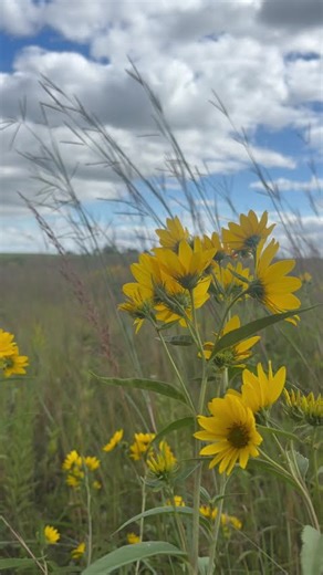 🌾 Wildflowers & Blue Skies | Peaceful Midwest Summer Scene 🌸☁️
